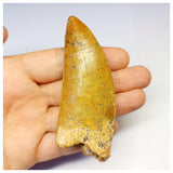 1314 - Gem Grade Carcharodontosaurus saharicus Dinosaur Tooth - Cretaceous KemKem Beds