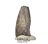 J336 - Rare Juvenile Spinosaurid Dinosaur (cf Suchomimus) Foot Claw - Elrhaz Fm