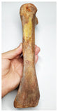 E1- Museum Grade 10.03 Inch Spinosaurus Dinosaur Metatarsal Toe Bone Cretaceous