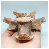 1117 - Complete  Unidentified Crocodile Dorsal Vertebra Bone Late Cretaceous