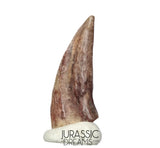 J185 - Rare Juvenile Spinosaurid Dinosaur (cf Suchomimus) Foot Claw - Elrhaz Fm