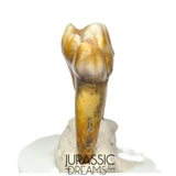 S400 - Gem Grade Ice Age Cave Bear (Ursus spelaeus) Lower Dentary Molar Tooth (M1)