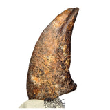 S520 - Museum Grade Rare Abelisaurid Dinosaur (cf Kryptops) Foot Claw - Elrhaz Fm