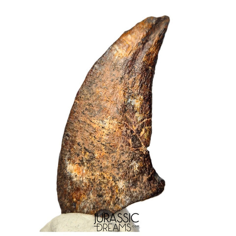 S520 - Museum Grade Rare Abelisaurid Dinosaur (cf Kryptops) Foot Claw - Elrhaz Fm