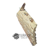 20017 - Unusual Suchomimus tenerensis Spinosaurid Dinosaur Left Hemi dentary