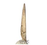 J410 - Museum Grade Ornithocheirid Pterosaur Claw - Lower Cretaceous  Elrhaz Fm