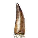 J561 - Tyrannosaur Dinosaur Tooth - Nanotyrannus sp - Late Cretaceous - Lance Creek Fm