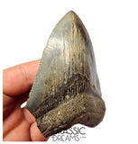 J419 - Outstanding Huge Serrated Megalodon Shark Tooth - Miocene - South Carolina