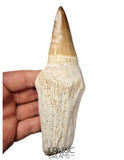 S384 - Enormous "Mosasaurus hoffmanni" Rooted Tooth - Late Cretaceous - Rare Mosasaur Species