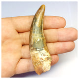1308 - Large Suchomimus tenerensis Spinosaurid Dinosaur Tooth - Cretaceous Elrhaz Fm