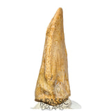 J516 - Nicely Preserved Spinosaurus aegyptiacus Dinosaur Foot Claw - Red Sanstone Beds