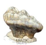 S402 - Gem Grade Huge Ice Age Cave Bear (Ursus spelaeus) Upper Molar Tooth (M2) - Pleistocene