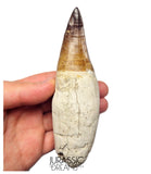 S258 - Outstanding Huge Thalassotitan atrox (Largest known mosasaur species) Rooted Tooth - Late Cretaceous