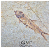 S380- Aesthetic "Knightia eocaena" Fossil Fish Mass Mortality Plate with 4 specimens - Eocene Age from USA