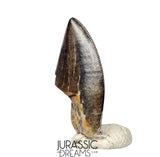 J425 - Tyrannosaur Dinosaur Tooth - Nanotyrannus sp - Late Cretaceous - Hell Creek Fm