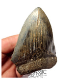 J419 - Outstanding Huge Serrated Megalodon Shark Tooth - Miocene - South Carolina