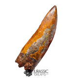 20018 - Top Huge Carcharodontosaurus saharicus Dinosaur Tooth