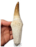 S384 - Enormous "Mosasaurus hoffmanni" Rooted Tooth - Late Cretaceous - Rare Mosasaur Species
