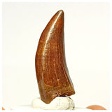 1335 - Nicely Preserved Carcharodontosaurus saharicus Dinosaur Tooth