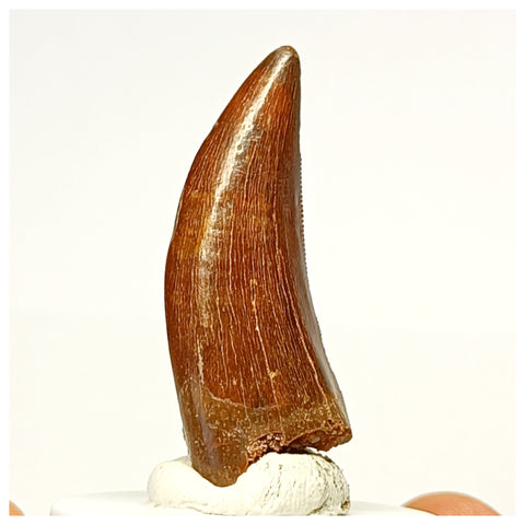 1335 - Nicely Preserved Carcharodontosaurus saharicus Dinosaur Tooth