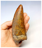 1315 - Investment Grade 12,6cm Carcharodontosaurus saharicus Dinosaur Tooth - Cretaceous KemKem Beds