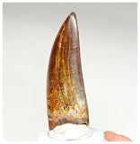 1002 - Gem Grade Carcharodontosaurus saharicus 2.63'' Dinosaur Tooth