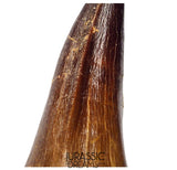 S351 - Huge Thalassotitan atrox (Largest known mosasaur species) Rooted Tooth - VISIBLE CARINA