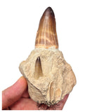 S429 - Rare Unusual Mosasaur Prognathodon cf solvayi Rooted Tooth with Emerging Replacement Tooth