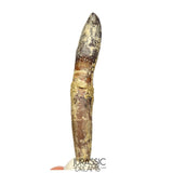 J512 - Top Rare fully Rooted cf Lapparentosaurus Titanosauriform / Basal Brachiosaurid Dinosaur Tooth - Middle Jurassic