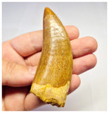 1382 - Huge Carcharodontosaurus saharicus Dinosaur Tooth - Cretaceous KemKem Beds