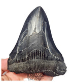J404 - Outstanding Huge Black Serrated Megalodon Shark Tooth - South Carolina