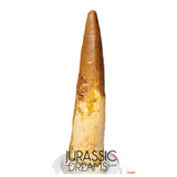 S231 - Large Rooted Spinosaurus aegyptiacus Dinosaur Tooth - Cretaceous KemKem Beds