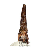 J108 - Top Rare Killer Alvarezsaurid Theropod Dinosaur Manus Claw - Lower Cretaceous Elrhaz Fm