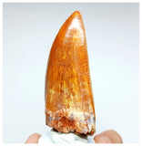 1000 - Gem Grade Carcharodontosaurus saharicus 3.34'' Dinosaur Tooth