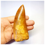 1313 - Huge Carcharodontosaurus saharicus Dinosaur Tooth - Cretaceous KemKem Beds