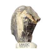 S504 - Top Huge Ouranosaurus nigeriensis Basal Hadrosaurid Dinosaur Tooth - Cretaceous Elrhaz Fm