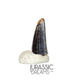 S102 - Juvenile Tyrannosaur Dinosaur Tooth Tip - Judith River Fm