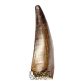 J561 - Tyrannosaur Dinosaur Tooth - Nanotyrannus sp - Late Cretaceous - Lance Creek Fm