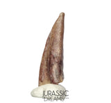 J185 - Rare Juvenile Spinosaurid Dinosaur (cf Suchomimus) Foot Claw - Elrhaz Fm