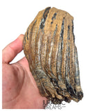 S406 - Nicely Preserved Huge Ice Age Woolly Mammoth (Mammuthus primigenius) Upper Molar Tooth