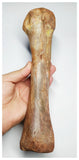 E1- Museum Grade 10.03 Inch Spinosaurus Dinosaur Metatarsal Toe Bone Cretaceous