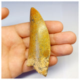 1314 - Gem Grade Carcharodontosaurus saharicus Dinosaur Tooth - Cretaceous KemKem Beds