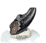 J140 - Top Rare Alvarezsaurid Theropod Dinosaur Claw - Lower Cretaceous Elrhaz Fm