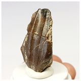 1307- Exceedingly Rare Unidentified Basal Iguanodontian Dinosaur Tooth - Cretaceous Elrhaz Fm