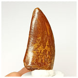 1337 - Nicely Preserved Carcharodontosaurus saharicus Dinosaur Tooth