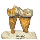 S341 - Gem Grade Ice Age Cave Bear (Ursus spelaeus) Lower Dentary Molar Tooth (M1)