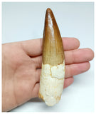 1146 -Amazing Large Spinosaurus aegyptiacus Dinosaur Tooth