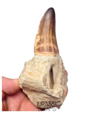 S429 - Rare Unusual Mosasaur Prognathodon cf solvayi Rooted Tooth with Emerging Replacement Tooth