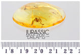 J332 - Museum Grade Large SPIDER & VELVET ANT Rare MUTILLIDAE Fossil Inclusion Genuine BALTIC AMBER + HQ Picture