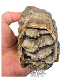 S406 - Nicely Preserved Huge Ice Age Woolly Mammoth (Mammuthus primigenius) Upper Molar Tooth